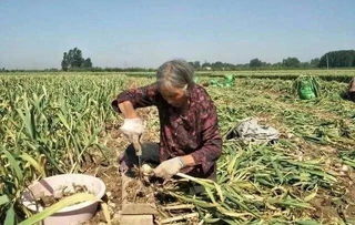 社員網打通供銷環節“任督二脈”，助力電商扶貧產業升級——聚焦家禽家畜產業