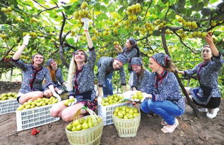 從田間到餐桌 解讀初級農產品背后的故事